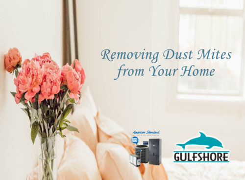 Removing Dust Mites From Your Home