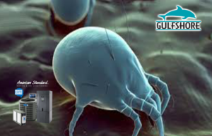 Removing Dust Mites from your Home