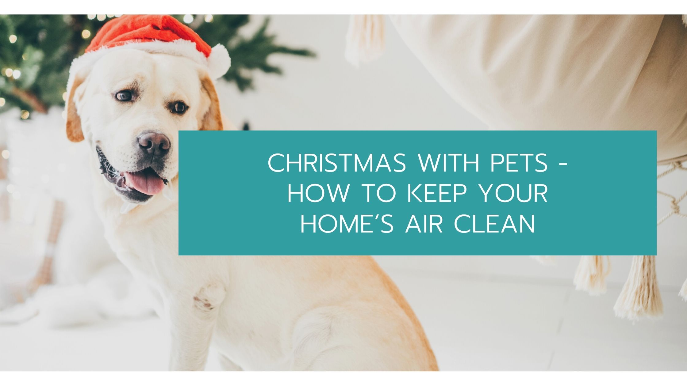 Christmas With Pets - How to Keep Your Home’s Air Clean
