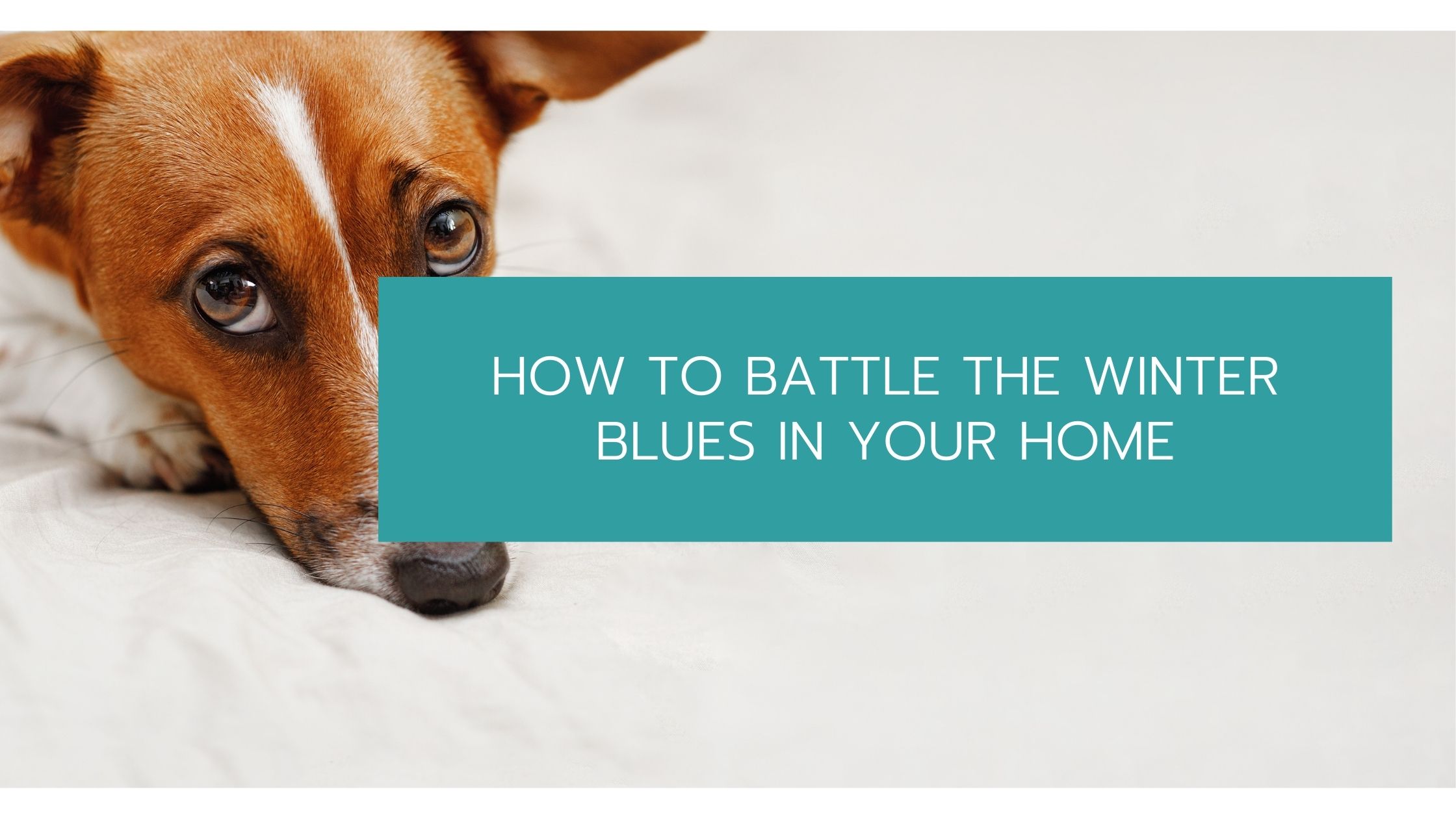 How To Battle The Winter Blues In Your Home